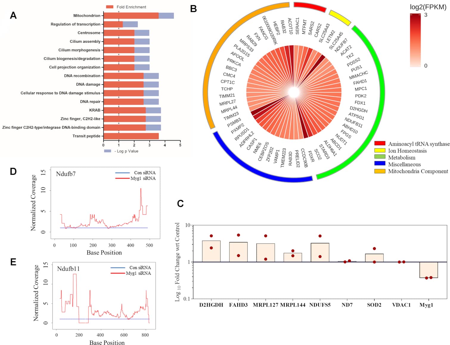 nuclear and mitochondrial translational programs through RNA processing